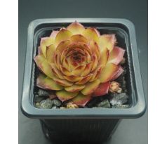 Sempervivum MITCHELLS GOLD