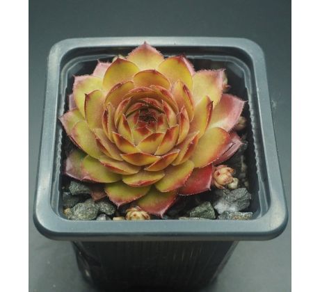 Sempervivum MITCHELLS GOLD