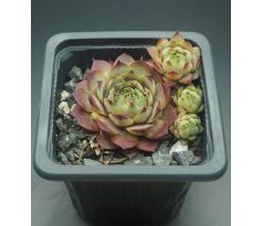 Sempervivum CHRISTIE