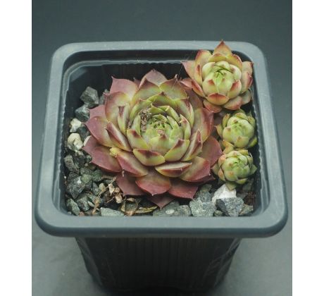 Sempervivum CHRISTIE