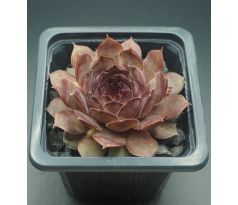 Sempervivum THEKLA