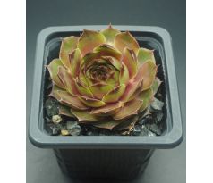 Sempervivum FUSILIER