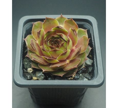 Sempervivum FUSILIER