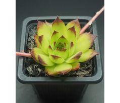 Sempervivum CHARADZEAE