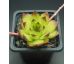 Sempervivum CHARADZEAE