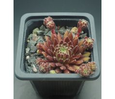 Sempervivum THE CHAMPIONETTES