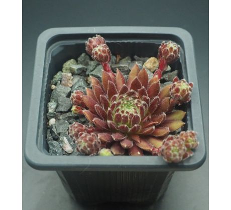 Sempervivum THE CHAMPIONETTES