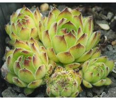 Sempervivum MACEDONICUM EX KORAB, ALBANIA