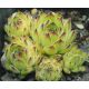 Sempervivum MACEDONICUM EX KORAB, ALBANIA