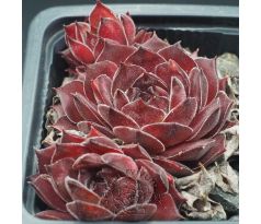 Sempervivum BROCK