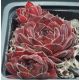 Sempervivum BROCK