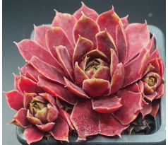 Sempervivum BUFFY`S DOLL