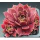 Sempervivum BUFFY`S DOLL