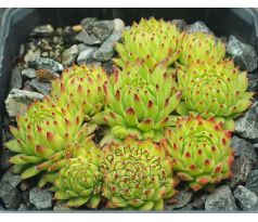 Sempervivum stiriacum ex glucknerge