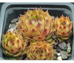 Sempervivum BRITTA