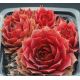 Sempervivum JEWEL CASE