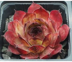 Sempervivum SYLVIA