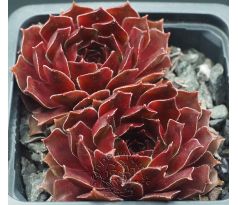 Sempervivum TINTINABULUM