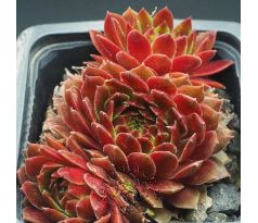 Sempervivum TOPAS