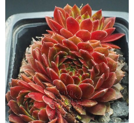 Sempervivum TOPAS