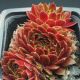 Sempervivum TOPAS