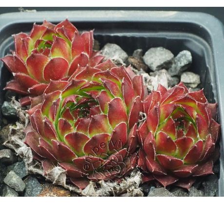 Sempervivum RHONE