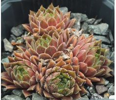 Sempervivum MY MOYAH