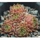 Sempervivum MY MOYAH