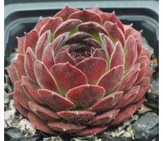 Sempervivum MORION