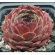 Sempervivum MORION