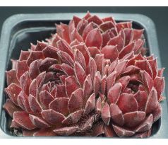 Sempervivum MONTESICO