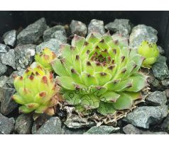 Sempervivum calcareum from Sospel