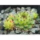 Sempervivum calcareum from Sospel