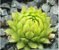 Sempervivum MINUS EX OVITPASS