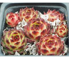 Sempervivum calcareum ex guillaume