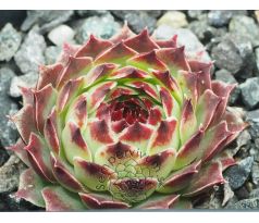 Sempervivum MRS. GIUSEPPI