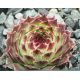 Sempervivum MRS. GIUSEPPI