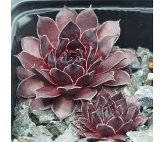 Sempervivum BURNT EMBERS