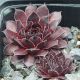 Sempervivum BURNT EMBERS