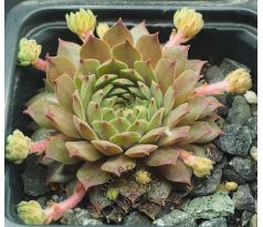 Sempervivum ZIMTSTERN