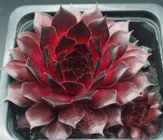 Sempervivum BURNING DESIRE