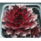 Sempervivum BURNING DESIRE