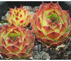 Sempervivum HYDRA