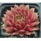 Sempervivum JELLY BEAN