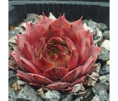 Sempervivum HOPI