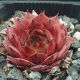 Sempervivum HOPI