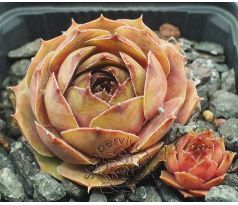 Sempervivum BRIGITTE