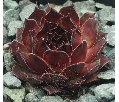 Sempervivum SULTAN