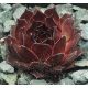 Sempervivum SULTAN